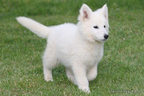 Chiots berger blanc suisse disponible de suite