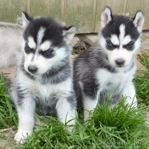 Donne chiots husky sibérien 