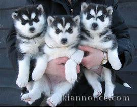 Donne chiots husky sibérien