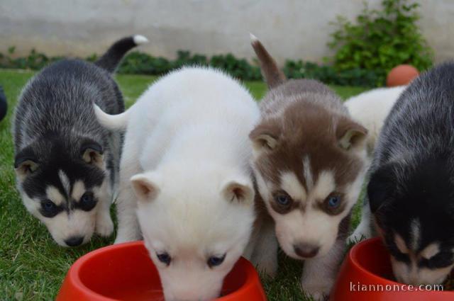 Donne chiots husky sibérien