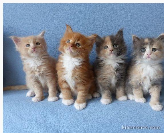 Jolis Chatons Maine Coon Pure Race Pedigree