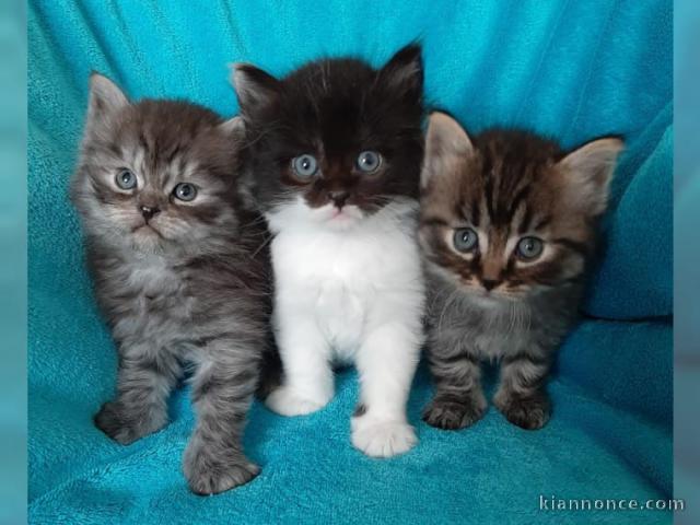 Magnifiques chatons longhair