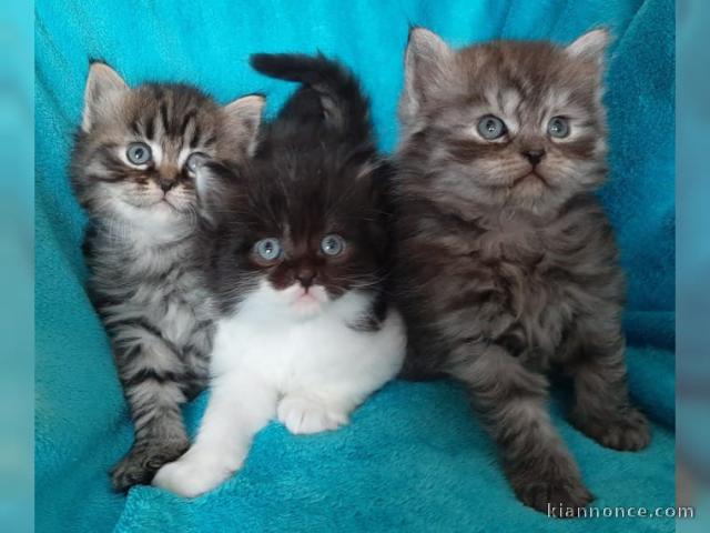 Magnifiques chatons longhair