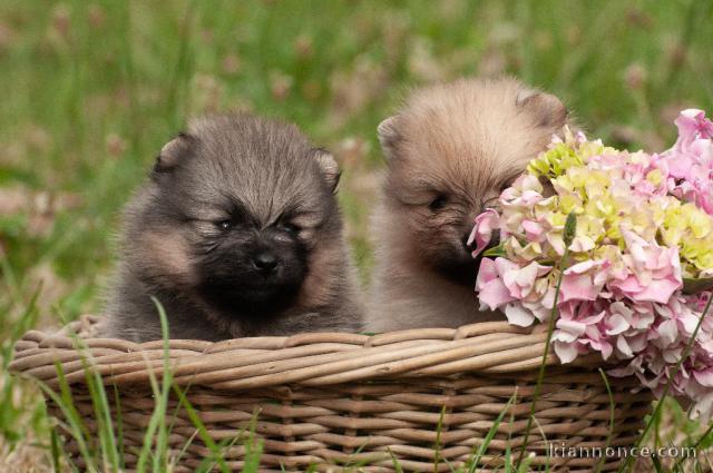 Magnifiques Chiots Spitz Nain Poméranien Pure Race