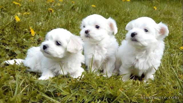 Adorables Chiots Bichon Maltais Pure Race