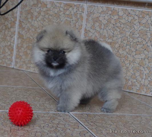 chiots spitz nain disponibles de suite