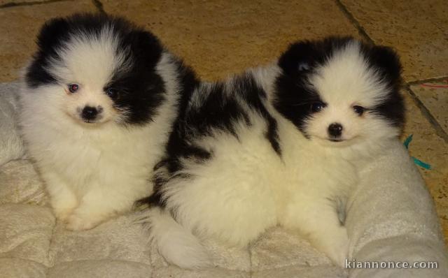 chiots spitz nain disponibles de suite