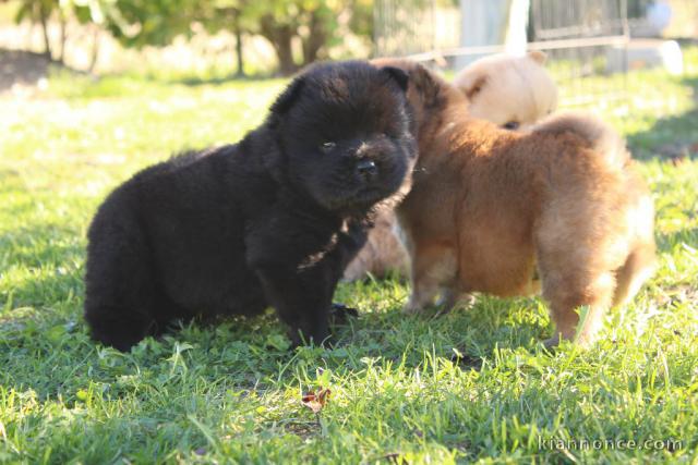 Chiots chow chow de race pure à donner