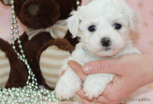 Chiots Bichon frisé disponible de suite