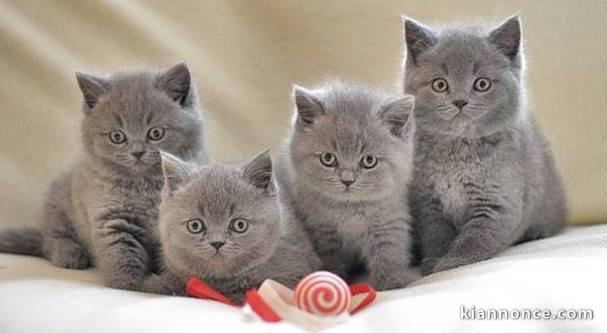 Superbes Chatons Chartreux Pure Race Pedigree