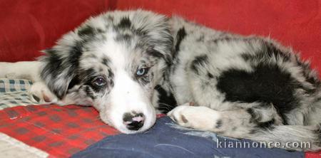 Magnifique chiot Border Collie à donner