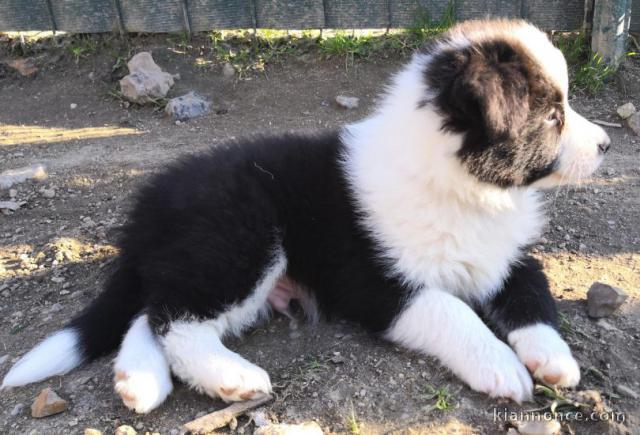 Chiots berger australien à donner