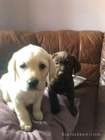 Adorable Chiot Labrador Retrieverà donner