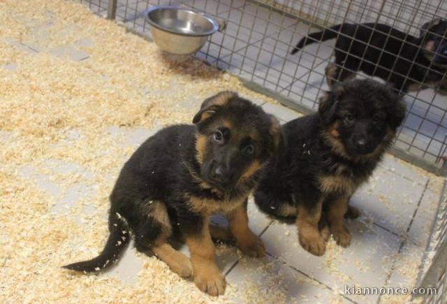 Chiots berger allemand à donner