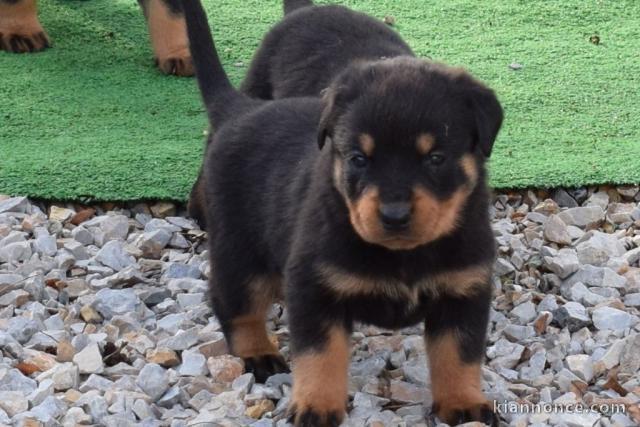 Chiots rottweiler à donner