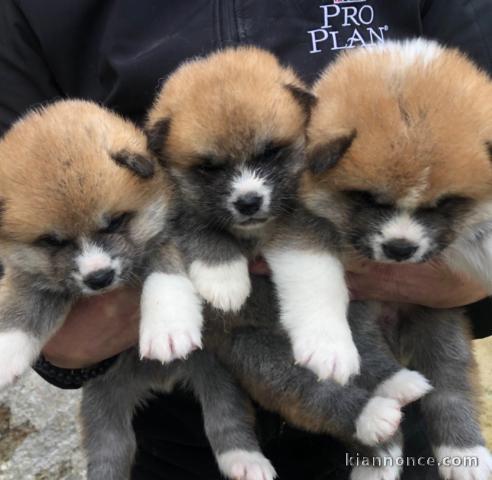 Magnifiques Chiots akita inu Disponibles