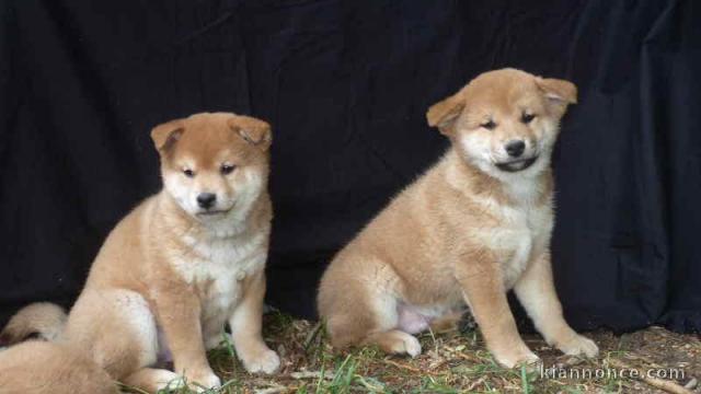 Donne 2 superbes chiots Shiba Inu en bonne sante