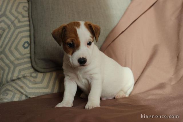 Sublimes chiots jack russel pure race