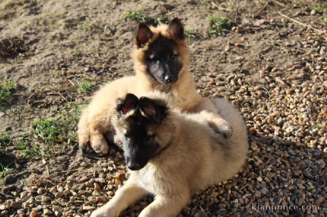 Chiots berger Belge Malinois pour adoption