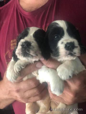 Chiots Cocker Spaniel Anglais à donner