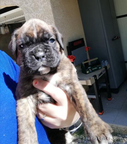 A donner pour adoption chiots Boxer