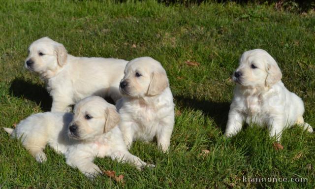 Magnifiques Chiots Golden Retriever Pure Race