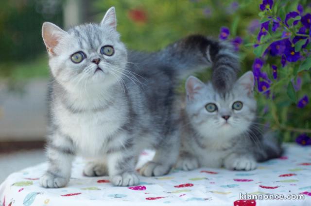 Chatons Exotic Shorthair Disponible à donner