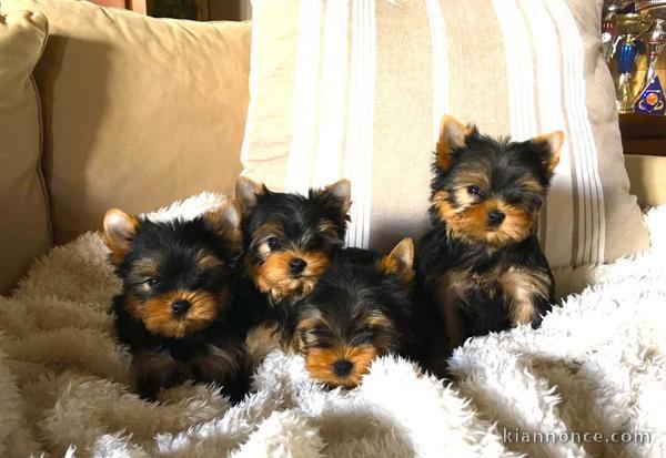  Chiots Yorkshire Terrier