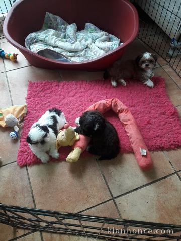 Chiots shih tzu non LOF 