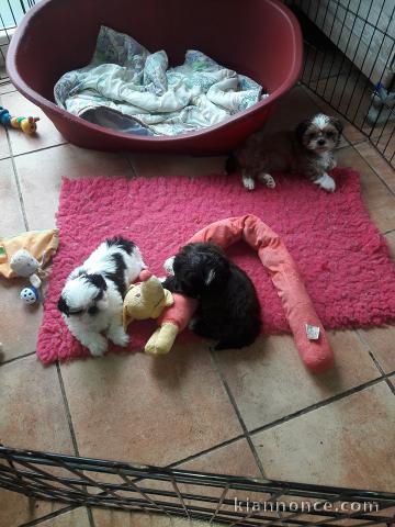 Chiots shih tzu non LOF