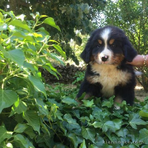 A donner Superbe chiot mâle Bouvier Benois non lof 