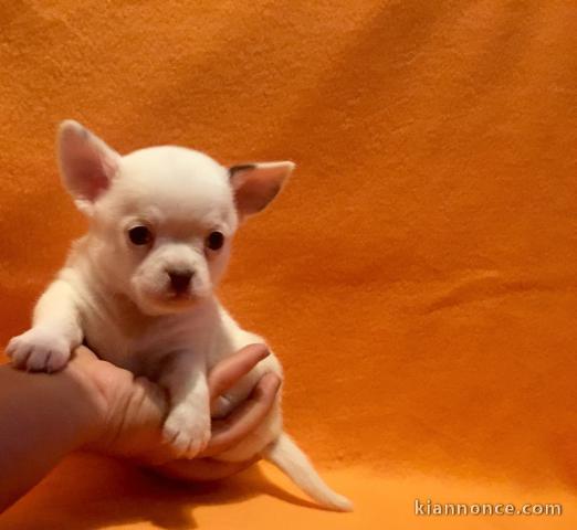 Magnifique chiot Chihuahua mâle à donner 