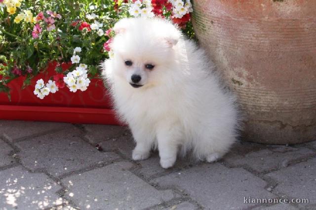 A Donner Superbe Chiot SPITZ ALLEMAND Blanc