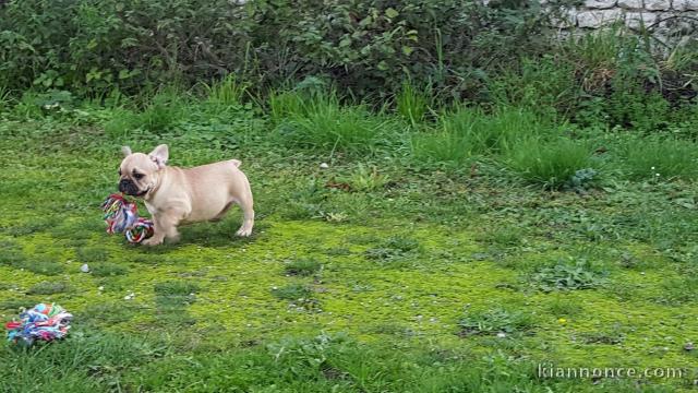 Chiot bouledogue français femelle à donner