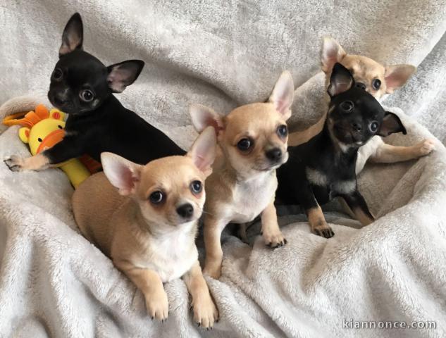 Adorable chiot chihuahua