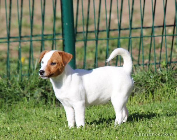 A donner Chiot femelle de type jack russell terrier
