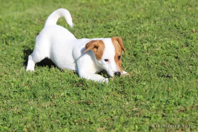 A donner très beau chiot Jack Russell Terrier
