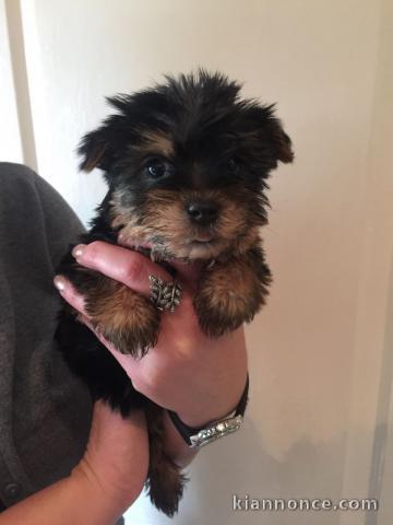 3 adorables chiots Yorkshire Terrier