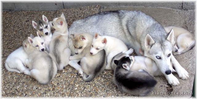 magnifique chiots husky à donnée