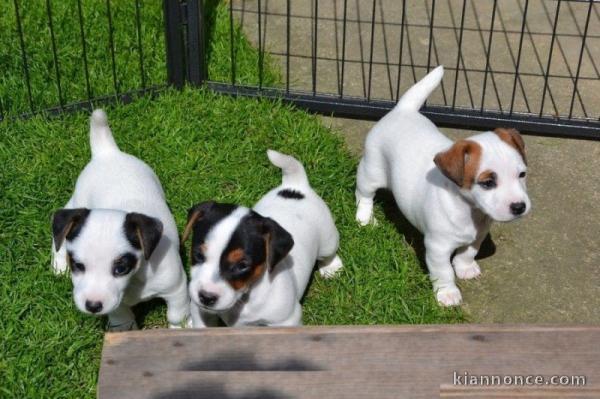 Magnifique chiot type jack russel