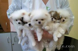 Jolie chiots spitz nain 