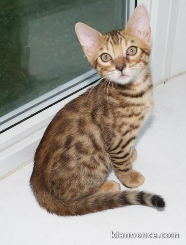 MAGNIFIQUE CHATON BENGAL 