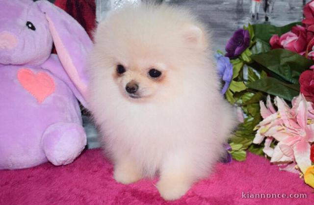  Chiots Spitz Nain disponibles suite