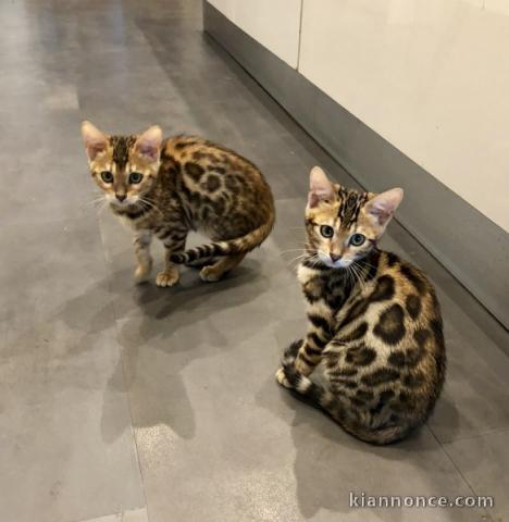  A Reserver 3 Magnifiques Chatons Bengal