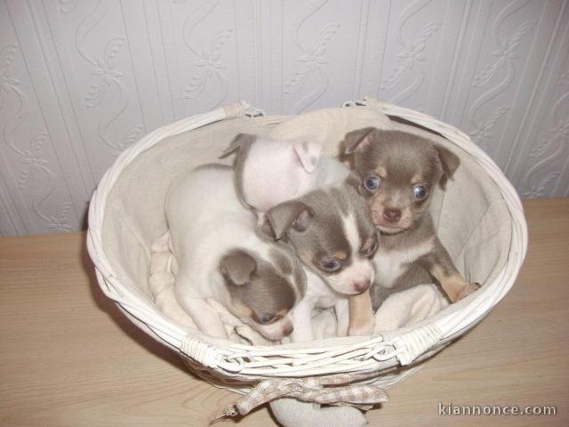 Chiots Chihuahua lof a reserver