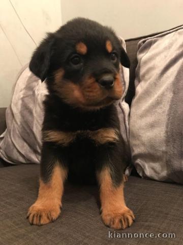 Chiots Rottweiler pour famille