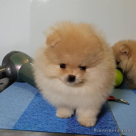 disponible petit chiots pomeranian nain