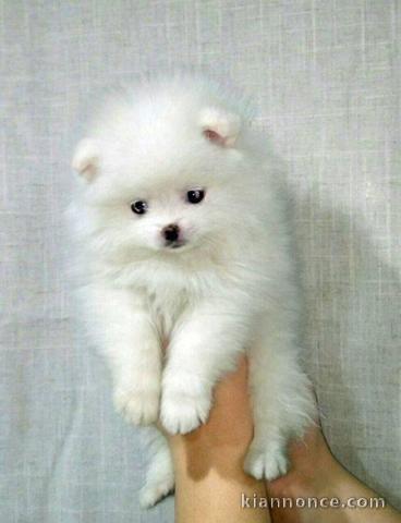 Magnifiques chiots spitz nain