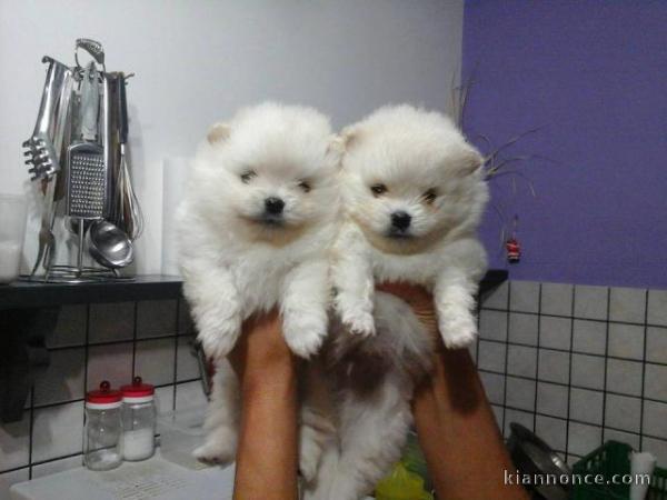 Magnifiques chiots spitz nain