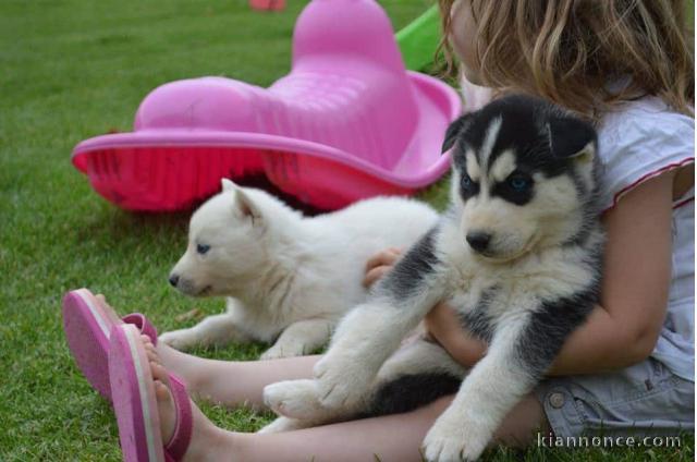 Magnifiques Chiots Husky Sibérien Lof